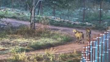 2 cheetahs being released to a bigger enclosure for further adaptation to the habitat after the mandatory quarantine, at Kuno National Park, in Sheopur district.