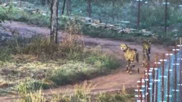 Two cheetahs being released to a bigger enclosure for further adaptation to the habitat after the mandatory quarantine, at Kuno National Park, in Madhya Pradesh