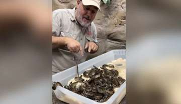 Man plays with box full of baby anacondas