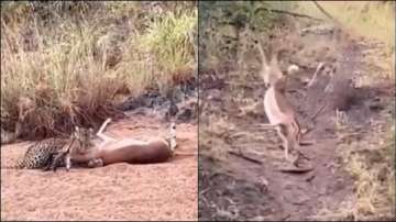 Viral video: Cheetah hunts deer 