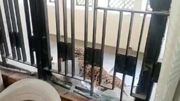 Leopard enters Ghaziabad court premises in Uttar Pradesh