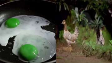 Chickens eggs with green yolks found in Kerala