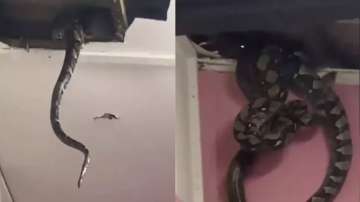 3 huge snakes fall out of ceiling in Malaysia