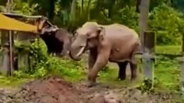 Elephant rescued out of pit thanks JCB machine