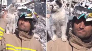 Cat saved from quake-hit Turkey refuses to leave rescuer's side