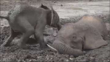 Baby elephant wants to stay by mother stuck in muddy pit