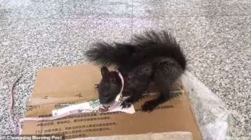 Sniffer squirrels in China