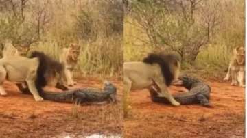 Lions attack crocodile walking on land