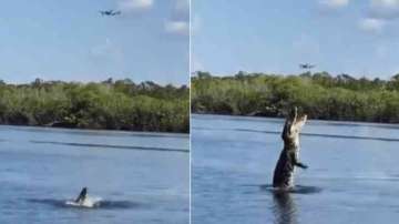 Crocodile Viral Video