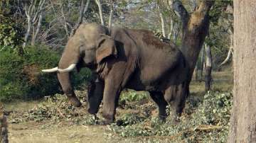 Second dead elephant found in Odisha