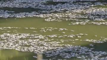 In this image from video, dead fish float on the surface of the lower Darling-Baaka River near the New South Wales state far west town of Menindee, Australia. 