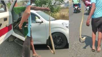 King Cobra rescued from car