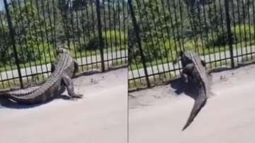 Alligator bends metal fence in Florida