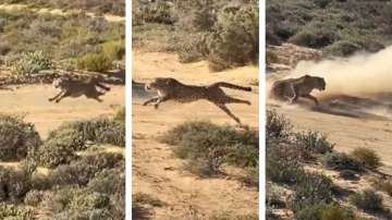 Cheetah catches prey by running with super speed