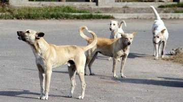 New Delhi, Stray dogs, Stray dogs attack, brothers killed by stray dogs, brothers killed by stray 