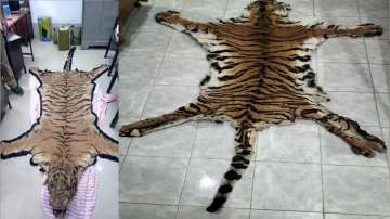 Tiger skins were seized from the possession of the accused.