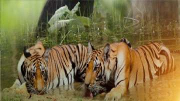 The tigers moved for rewilding.