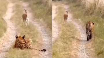 Tiger vs deer
