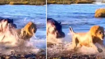 Lion vs hippo