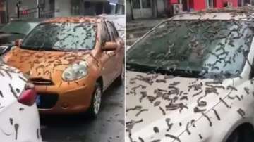 Worm rain in China