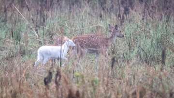 Rare white baby deer