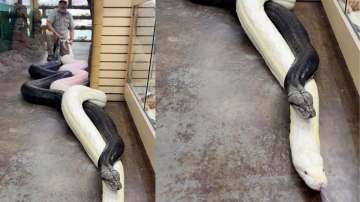Man pulls two giant pythons by their tails