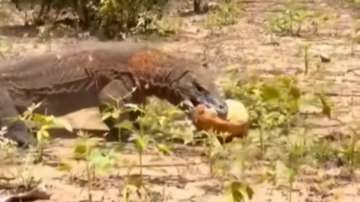 Komodo dragon kills deer 