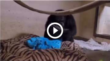 Viral video of chimp mother reuniting with her baby