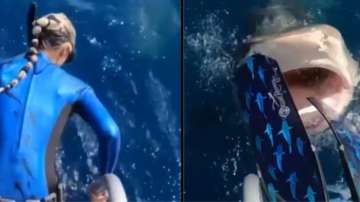 Woman nearly dives into tiger shark's mouth