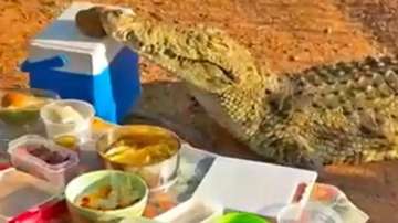 Viral video of crocodile stealing ice box from couple on picnic 