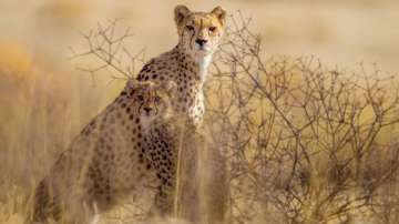 Cheetah viral video
