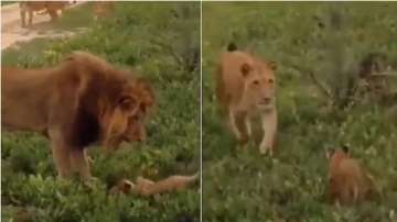 Lioness protecting her cub from angry lion