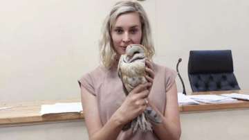 Owl interrupts murder trial