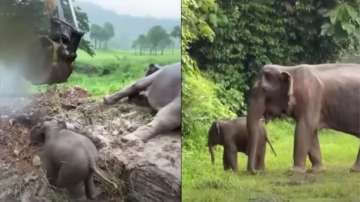 Mother and baby elephant rescued and reunited