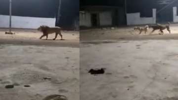 Pack of stray dogs scare off lion