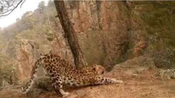 Leopard does yoga