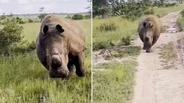 Angry rhino runs after safari jeep