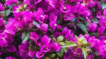 Bougainvillea (File pic)