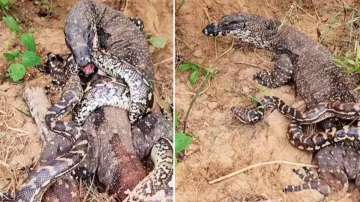 Komodo dragon and python fight to death