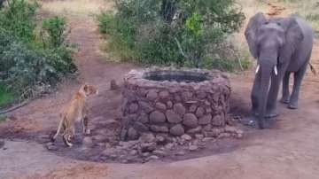 Elephant scares off lioness hiding behind well