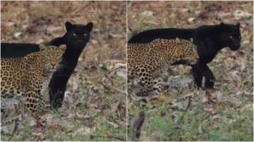 Black panther and leopard walk together