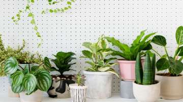 houseplants 