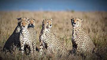 Cheetah, deaths, India, South Africa 