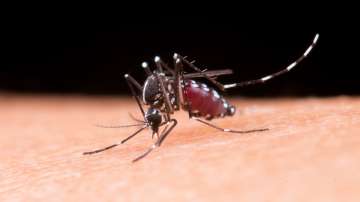 World Malaria Day: Know how to keep mosquitoes at bay 
