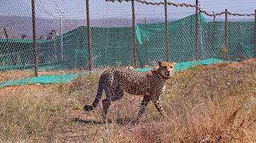 Madhya Pradesh, Madhya Pradesh news, South African cheetah, South African cheetah Uday, cheetah uday