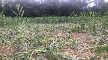 Unseasonal rains added to farmers' woes.