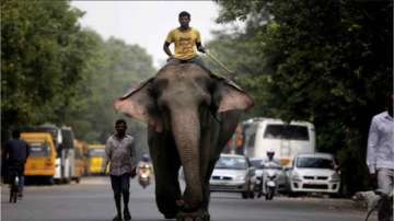 Elephant kills mahout