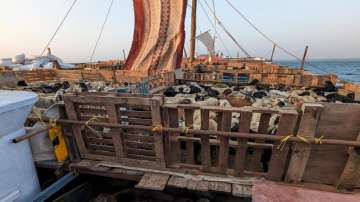 Pune Customs officials seize boat illegally carrying 3500 goats, sheep to Dubai 