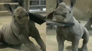 Baby Rhino viral video