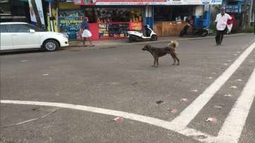 Delhi Man dies of rabies infection, man dead in delhi, delhi man dead after dog bite in Chawri Bazar